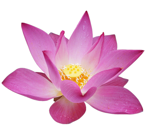 Lotus_Flower_Clipart